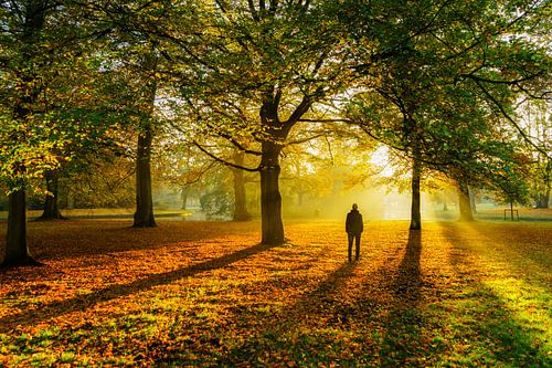 Wandelaar in het gouden herfstbos