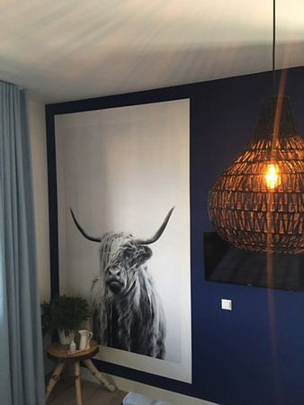 portrait of a highland cow