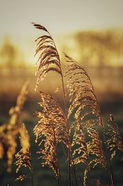 Plumes in the Zeeland Landscape