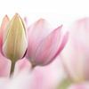 Soft pink green tulips - macro photography print by Sigrid Olschinski