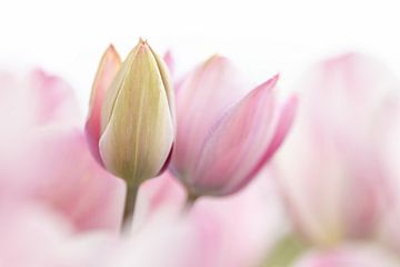 Soft pink green tulips - macro photography print