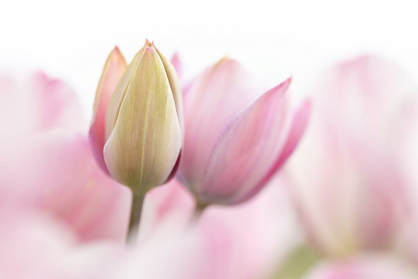 Soft pink green tulips - macro photography print by Sigrid Olschinski