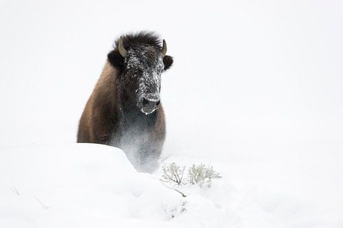 American Bison ( Bison bison ) in winter, breaking through a little hill of deep fluffy snow by wunderbare Erde