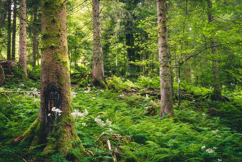 Summer Forest by Tim van der Kraats