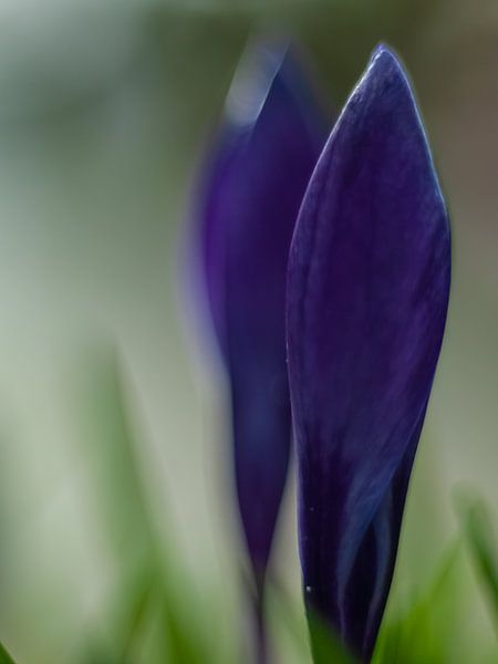Two Crocuses. by Mr White Takes Pictures
