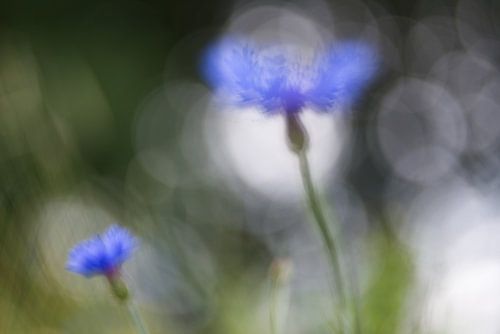 Dream on, dream on..