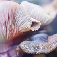Mushrooms - not easily seen like this -abstract