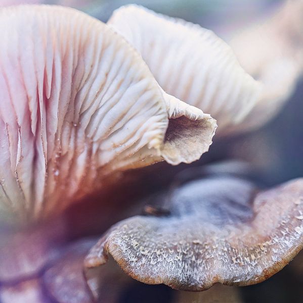 Mushrooms - not easily seen like this -abstract by Marly De Kok