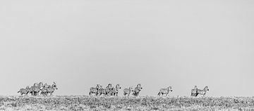 Zebra's auf der Suche von Sharing Wildlife