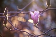 Magnolia van Jessica Van Wynsberge thumbnail
