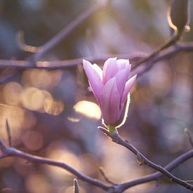 Magnolia sur Jessica Van Wynsberge