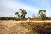 Zandvlakte met heide en bomen