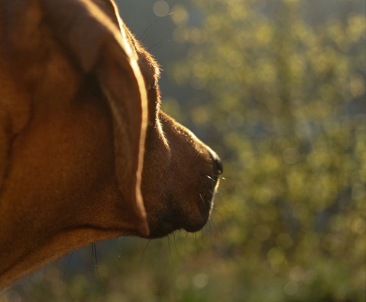 Rhodesian ridgeback portrait in Jena by Wolfgang Unger