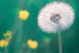 Dandelion by Julia Delgado