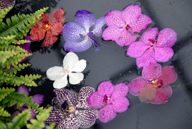 gekleurde bloemetjes in het water van Carmela Cellamare