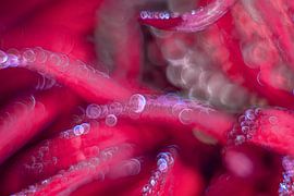 Des gouttes de rosée sur des feuilles rouges sur Marly De Kok