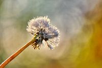 fluff ball of a dandelion