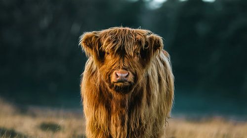 Schottischer Highlander