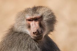Portrait de babouin