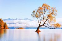 That Wanaka Tree (Golden)