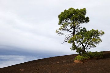 Eenzame boom van Karsten van Dam
