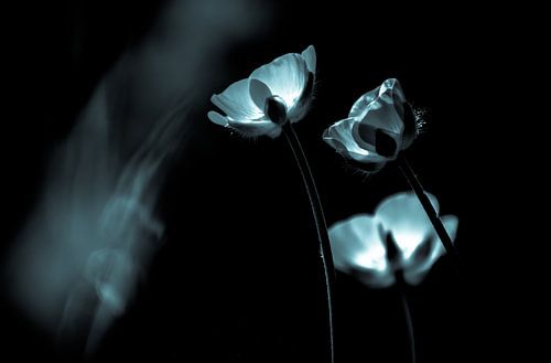 boterbloemen zwart wit