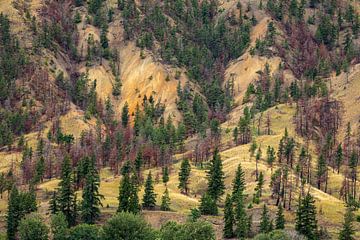 De Painted Hills bij Clinton in British Columbia van Roland Brack