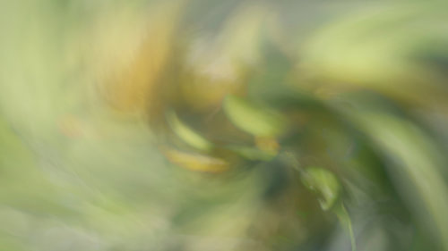 Abstraction in Green