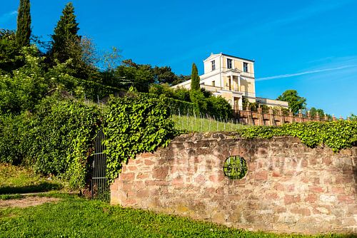 Pompejanum and vines on the banks of the river Main in Achaffenburg