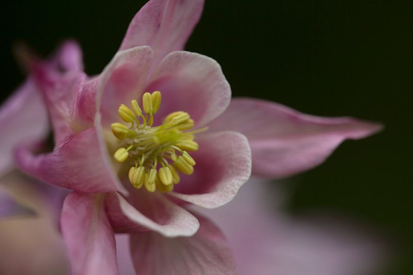 Aquilegia vulgar by MSP Canvas
