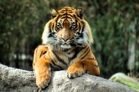 Dieren