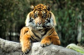 Dieren by Heopics Fotografie