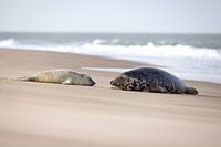 Zeehond met pup op het Noordzee strand