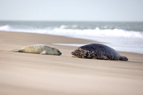 Seal with cub on North Sea beach