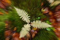 Varens in zoomburst