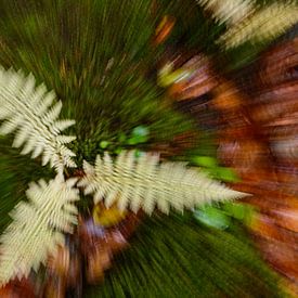 Fougères à zoomburst sur Marcel  van Rooijen