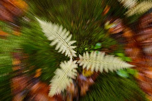 Varens in zoomburst van Marcel  van Rooijen