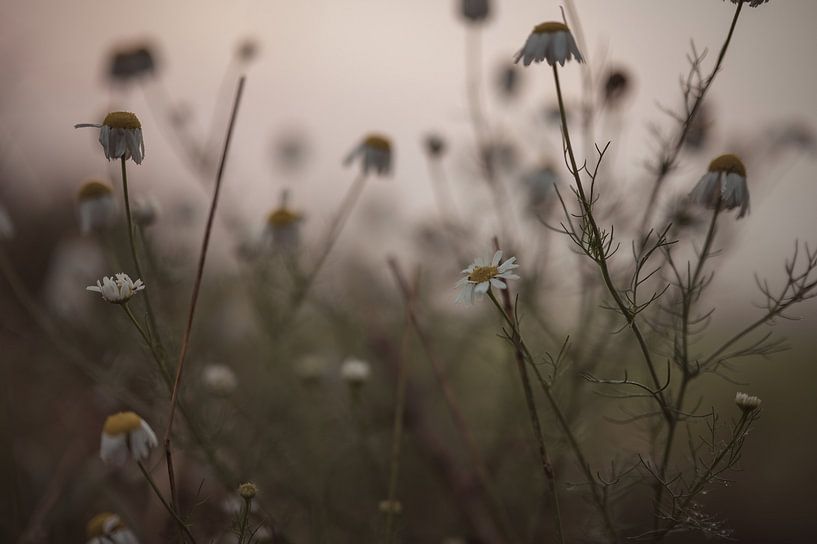 flowers part 184 by Tania Perneel
