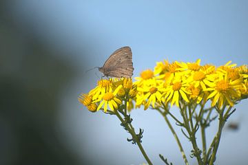 Vlinder op gele bloemen blauwe lucht van Laurens Balvert
