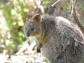 The quokka (Setonix brachyurus) is a wallaby, a kind of small kangaroo, that lives in SW Australia by Rini Kools thumbnail