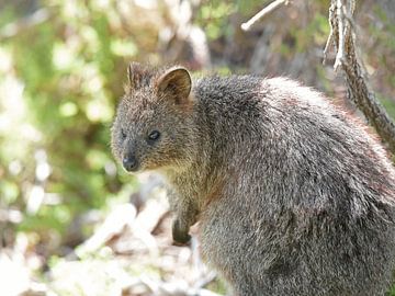 Das Quokka (Setonix brachyurus) ist ein Wallaby, eine kleine Känguruart, aus dem südwestlichen Australien. von Rini Kools