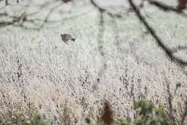 Winter - Markiezaatsmeer by Maurice Weststrate