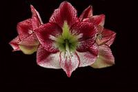 Blume