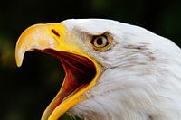 amerikanse adelaar in zijn beauty