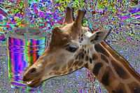 Giraf