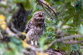 Poussin de la chouette chevêche