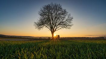 l'arbre