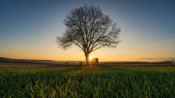 the tree