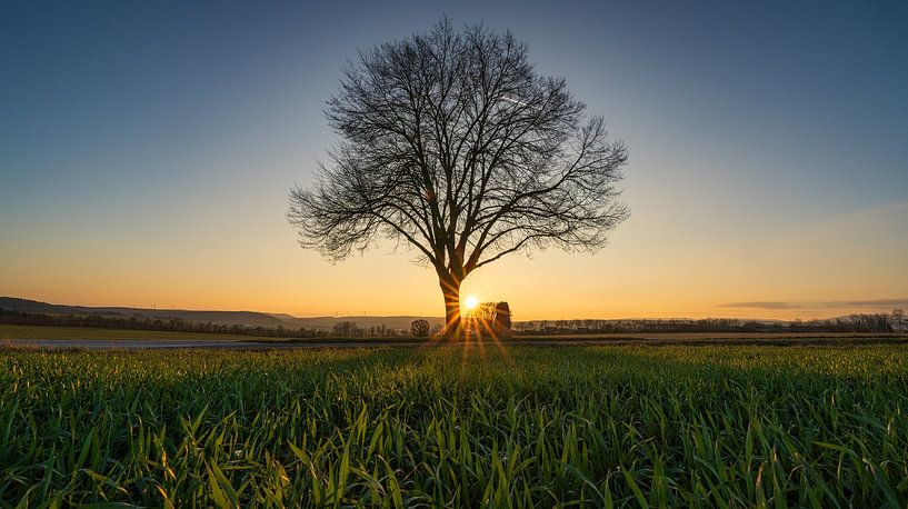 the tree von Andre Michaelis