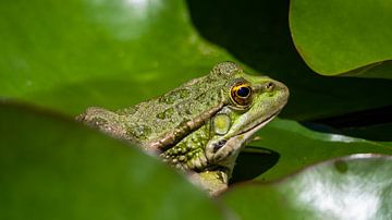 Grenouille sur Stijn Cleynhens